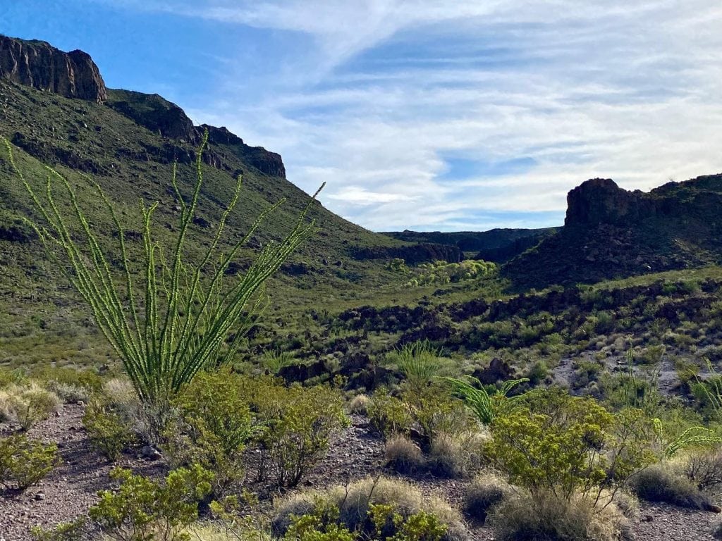Along Big Bend Ranch State Park’s Ojito Adentro Trail, this riparian zone highlights the park’s diverse landscapes. Credit: @bigbendranchsp via Instagram