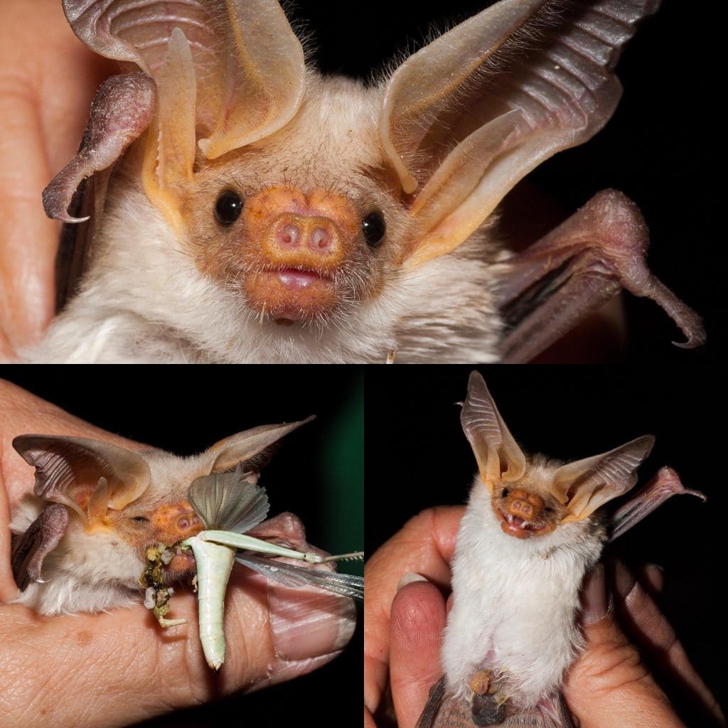 Meet the Pallid Bat — the desert-dwelling hunter that flips the script on what most people think bats eat. Credit: u/hoarybat via r/batty