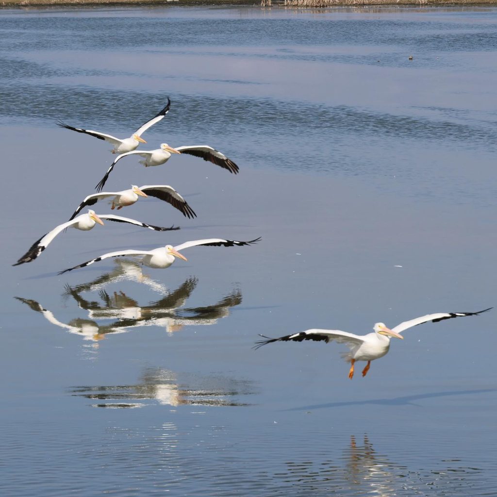 A flock of majestic white pelicans in flight at Port Aransas’ premier birdwatching spot. Credit: @waves.of.evergreen via Instagram