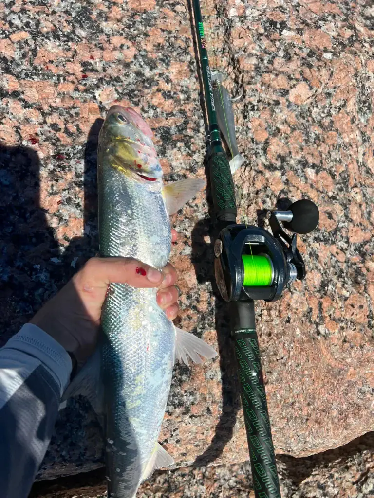 A saltwater catch from the Port Aransas jetties — fresh from the Gulf. Credit: u/thomasisnotmyname via r/saltwaterfishing