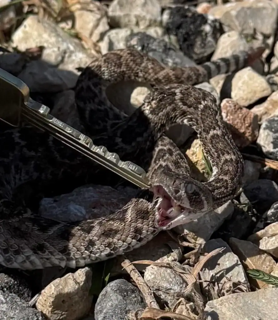 Rattlesnake sighting in San Antonio! These venomous reptiles are part of Texas’s diverse wildlife. Credit: u/MangoDjango28 via r/whatsthissnake