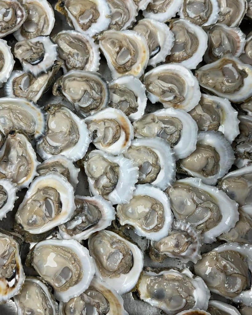 Oysters on the half shell at Stingaree Restaurant & Marina, ideal for seafood lovers with a taste for fresh. Credit: @stingareerestaurant via Instagram