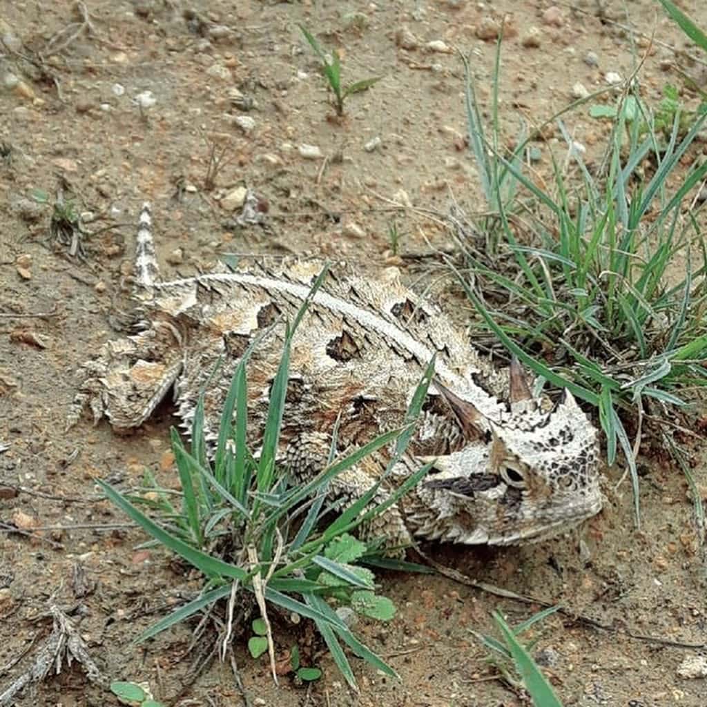 Seminole Canyon’s rugged terrain is home to the iconic Texas Horned Lizard, often called the “horned toad.” Credit: @seminolecanyonstatepark via Instagram