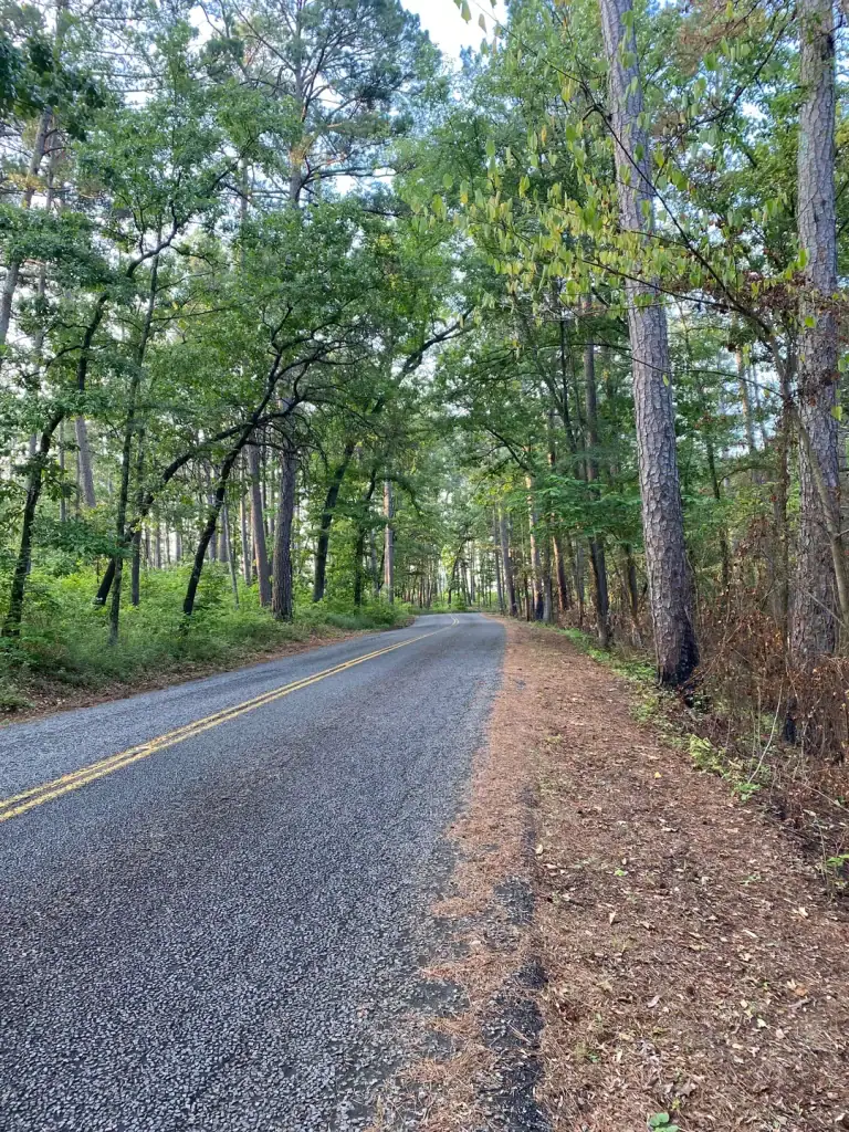 A quiet road winds through the Piney Woods Loop, where towering pines, ferns, and filtered sunlight create a peaceful, almost storybook drive. Credit: u/FanngzYT via r/camping