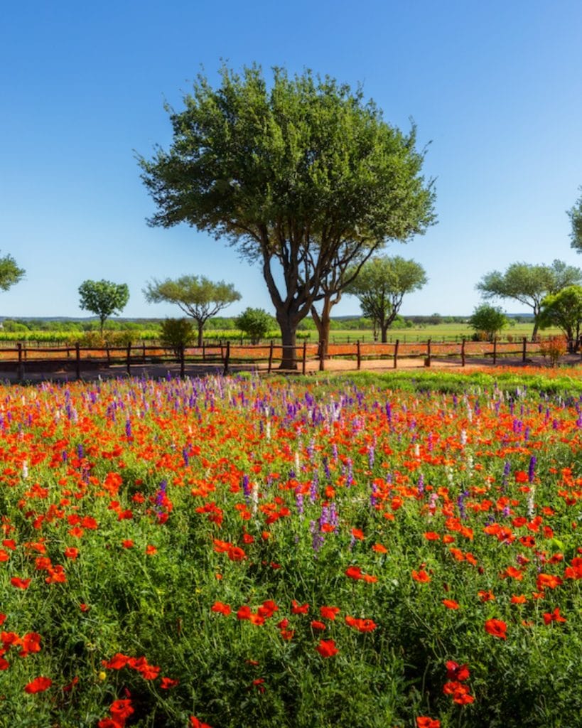 Spring wildflowers paint Texas in vibrant colors from March to May. Credit: @traveltex via Instagram