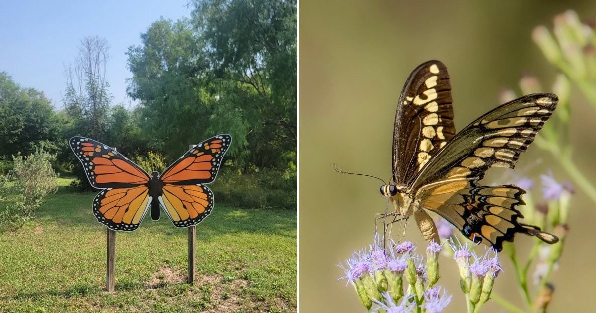 This Secret Butterfly Sanctuary Has Recorded Over 240 Species