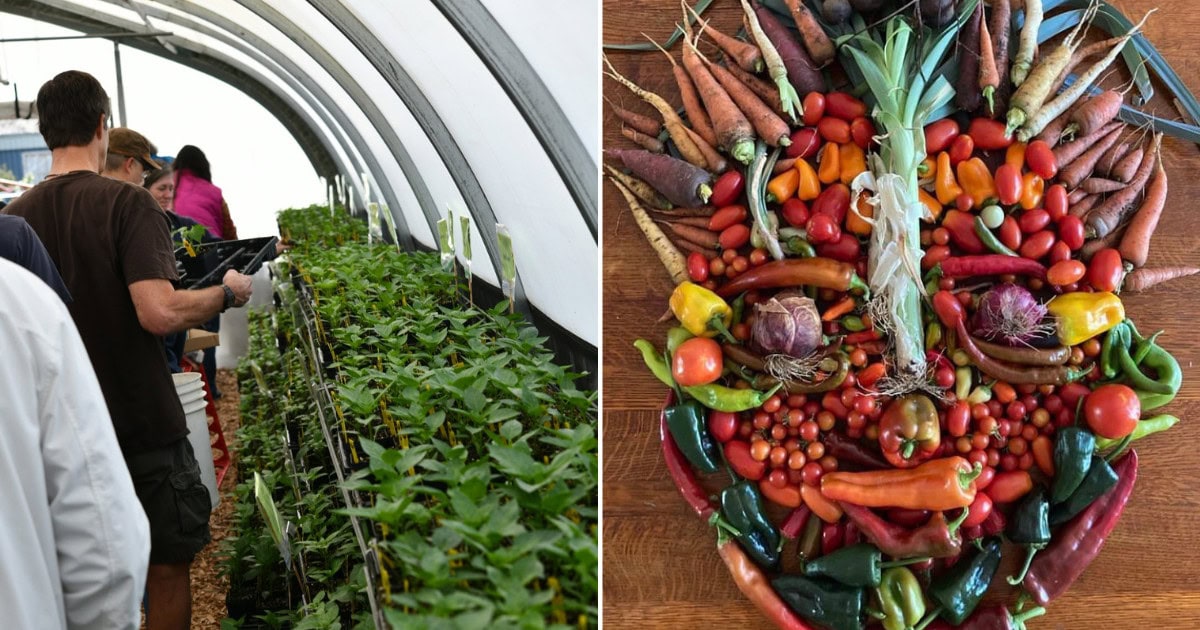 This Secret Community Garden Grows Fresh Produce for Austin’s Hungry
