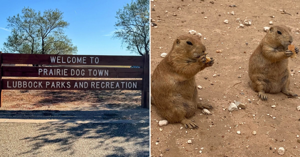 Discover the Secret Park Where You Can Feed and Play With Prairie Dogs