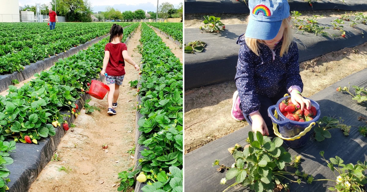This Texas Farm Has Been Growing Strawberries Since Before Spring Was a City