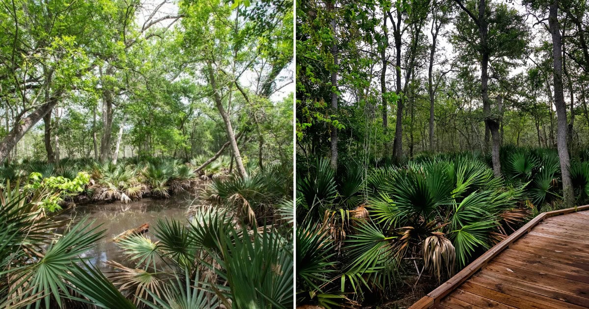This Secret Park Will Make You Feel Like You’re in a Rainforest