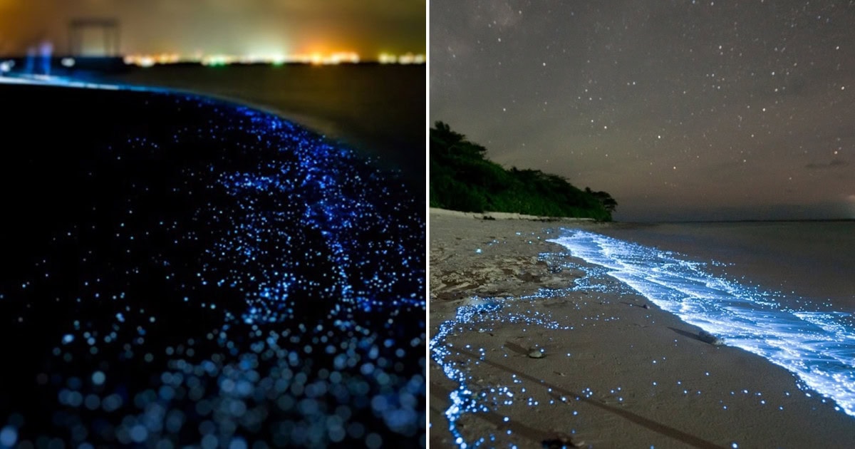 See Texas’s Secret Bioluminescent Waters Before It’s Too Late
