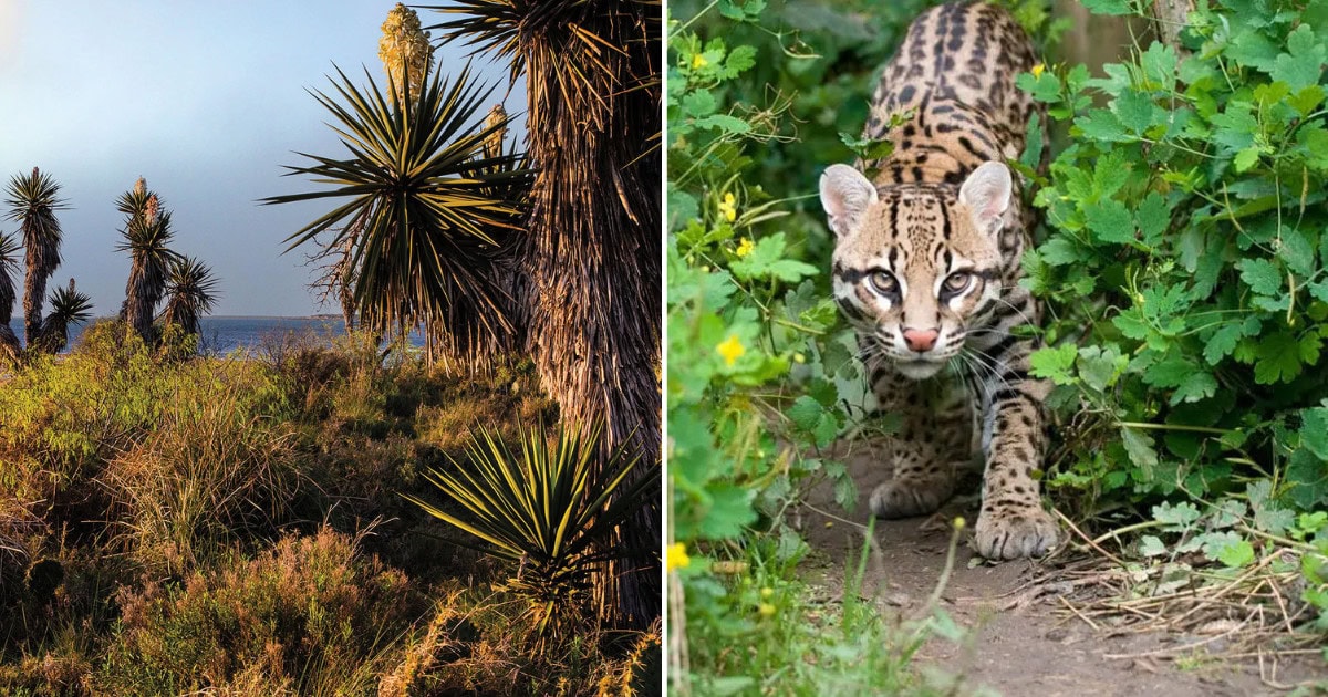 The Secret Wildlife Corridor Is One Of The Last Places To See Ocelots