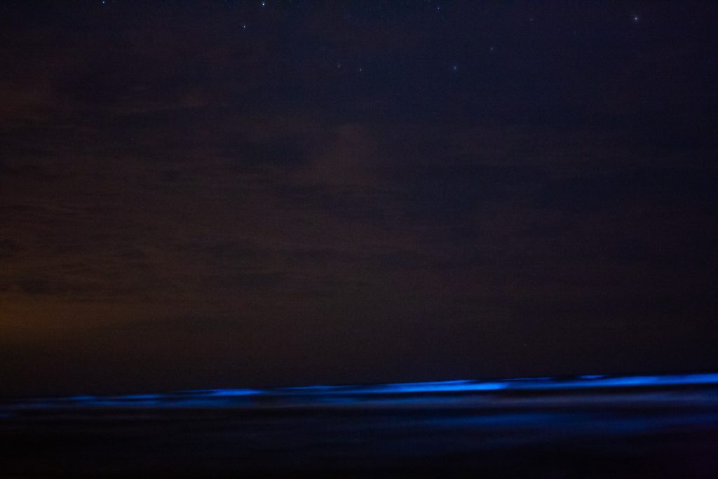 Electric-blue bioluminescent waters lighting up the shoreline at South Padre Island—one of those once-in-a-lifetime sights you never forget. Credit: Esteban Jimenez via Facebook