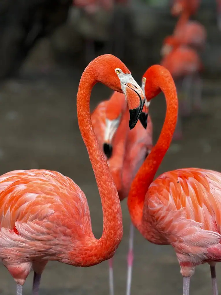 Flamingos at the Gladys Porter Zoo bring vibrant color and wildlife wonder to Brownsville’s attractions. Credit: Juan Badillo