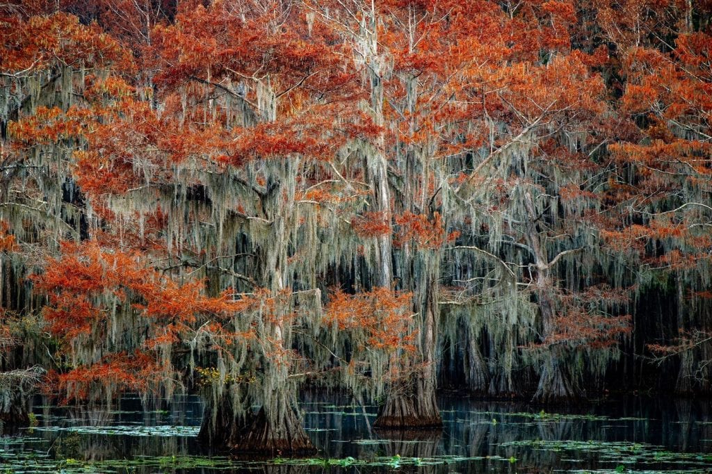 Passing through Caddo Lake’s towering cypress feels surreal—like something majestic is about to unfold. Credit: @etxtraveler via Instagram