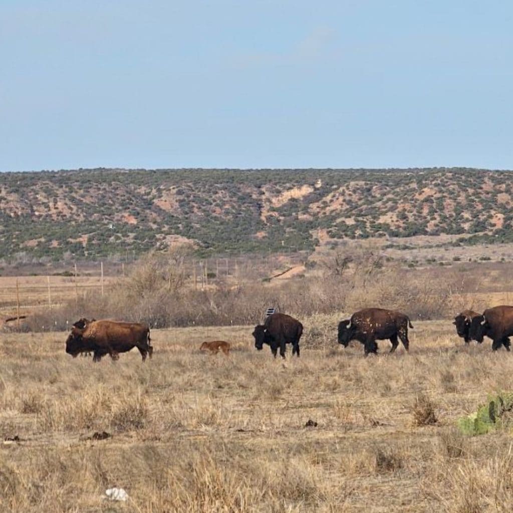 The official Texas State Bison Herd is roaming freely at Caprock Canyons. Seeing them in person is next-level. Credit: @caprockcanyonsstatepark via Instagram