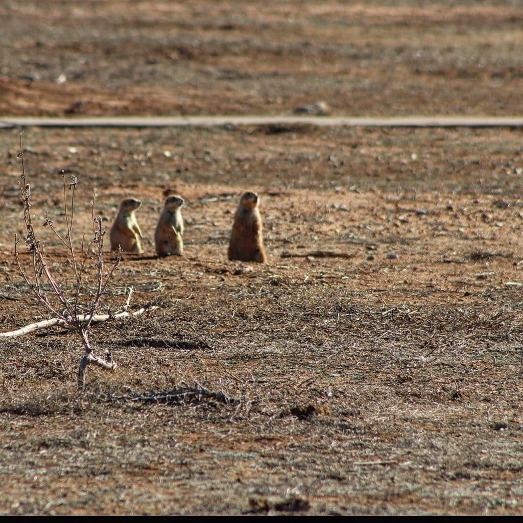 Prairie dogs are popping up all over Caprock Canyons—one of the many wildlife encounters you’ll have here. Credit: @caprockcanyonsstatepark via Instagram