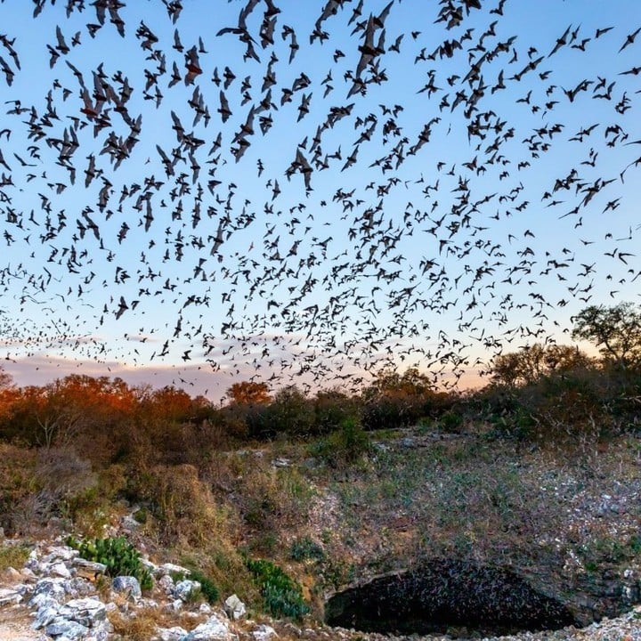 A massive swarm of bats emerging from Bracken Cave is one of the most awe-inspiring wildlife spectacles in Texas. Credit: @traveltex via Instagram