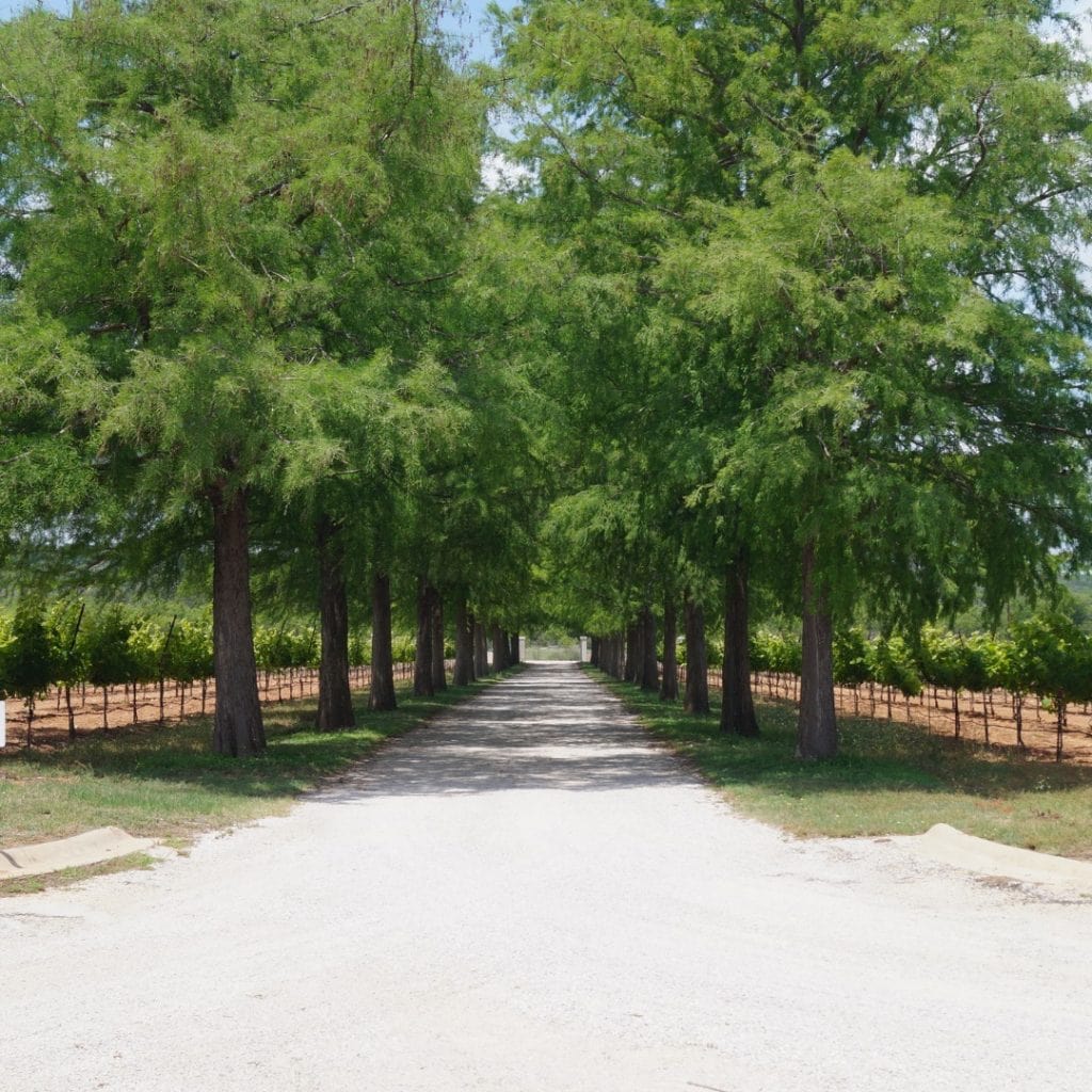 Rows of trees and thriving vineyard landscapes at Fall Creek Vineyards—scenic views guests can enjoy throughout their stay. Credit: @fallcreekvineyards via Instagram