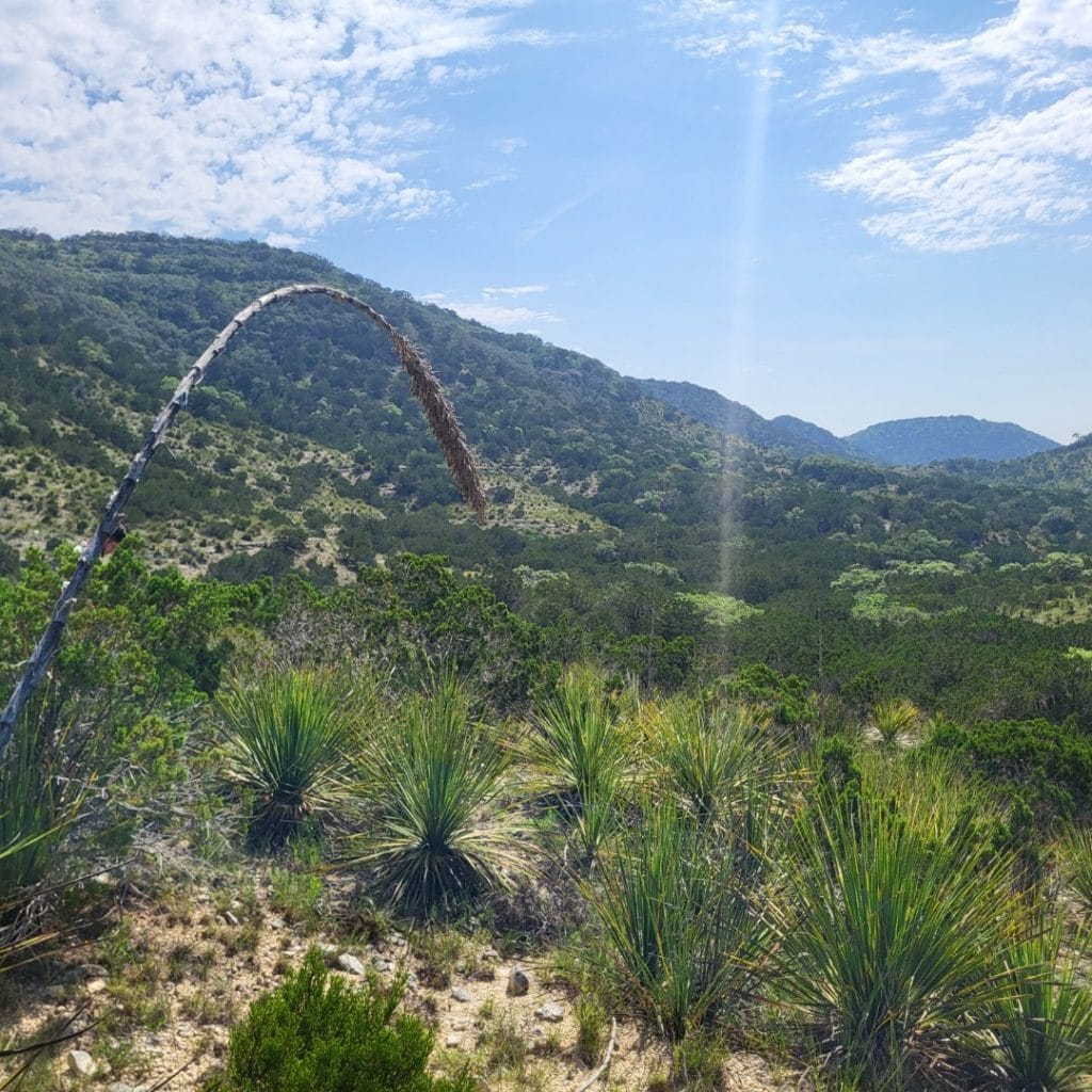 Wide-open views at Hill Country State Natural Area—rolling hills, rugged terrain, and pure Texas wilderness. Credit: @hillcountrysna via Instagram