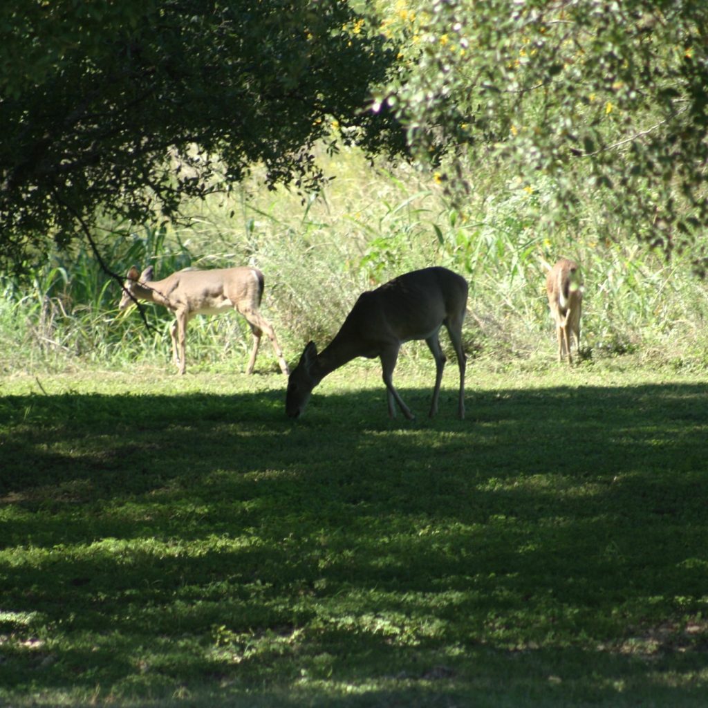 Deers spotted roaming Hill Country State Natural Area. Wildlife is everywhere if you slow down and look. Credit: @hillcountrysna via Instagram