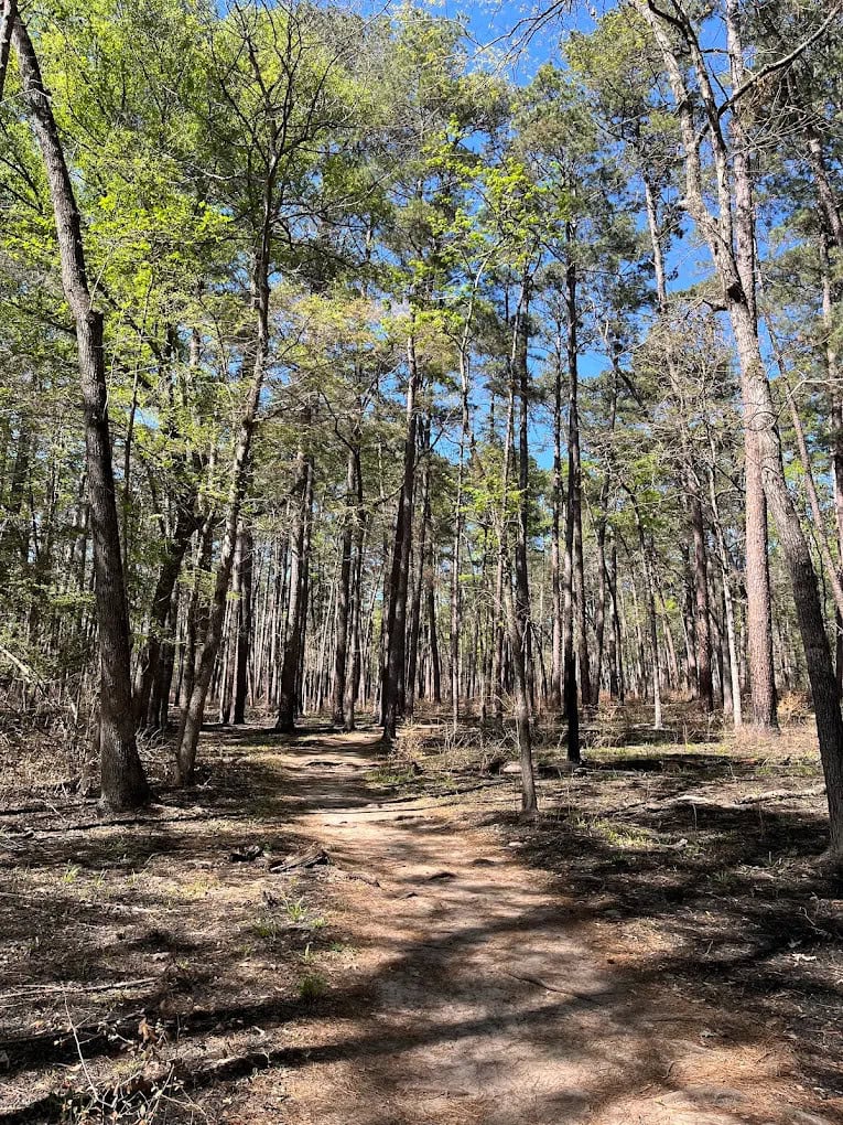 The piney forest of Huntsville State Park creates a lush, shaded landscape for hiking and exploring. Credit: Asad Jaffri