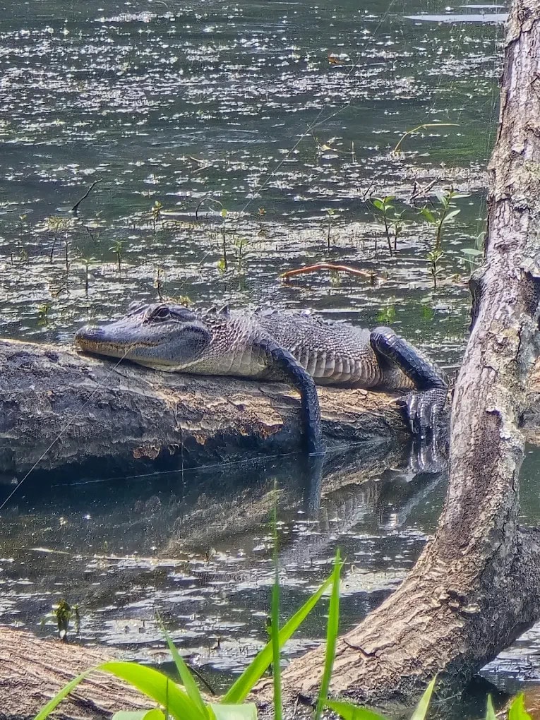 Alligators live in Lake Raven—spotting one is a thrill, but always keep a safe distance. Credit: Ronney Jean Owens (Wyoming Witch)