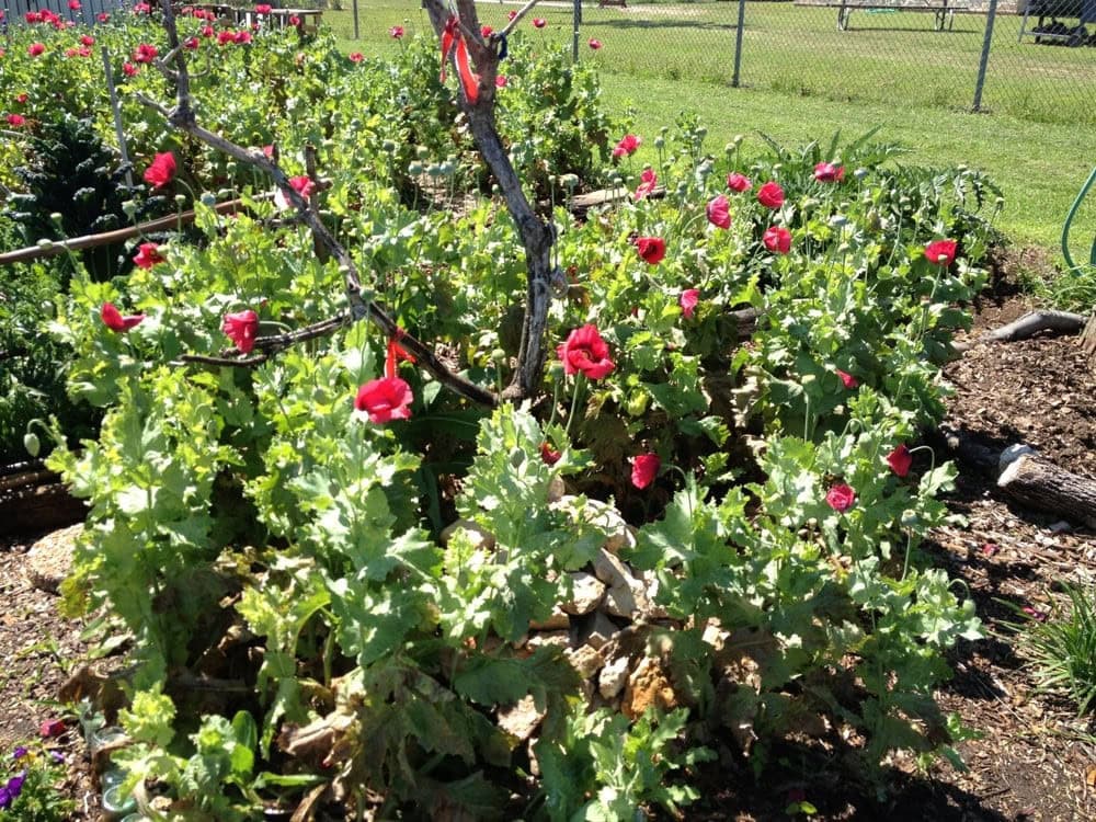Poppies bloom brightly in Sunshine Community Gardens, adding vibrant color to the rows of plants. Credit: Nicole D.