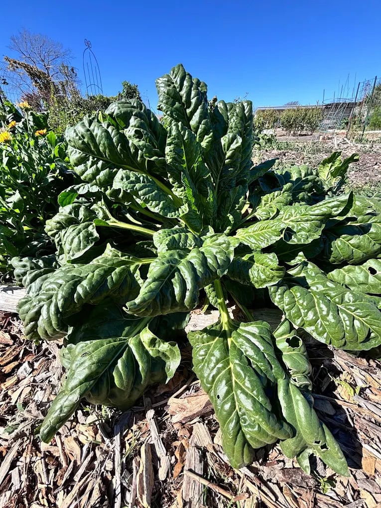 Swiss chard grows fresh and healthy in the community garden’s beds. Credit: Brian Wilson
