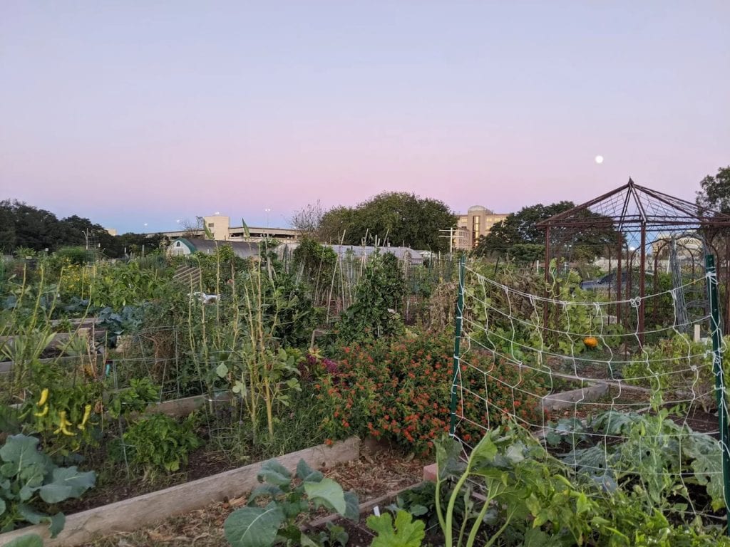 Neatly arranged plant rows showcase the variety of vegetables and greenery cultivated here. Credit: Bailey S