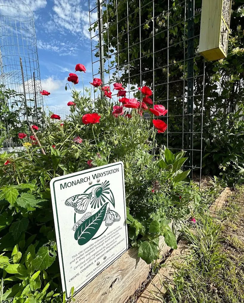 The Monarch Waystation highlights the garden’s role in pollination, with flowers attracting butterflies alongside the vegetables. Credit: Sunshine Community Gardens