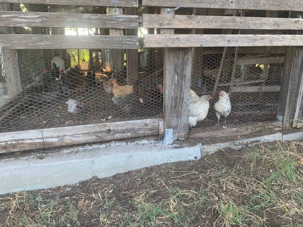 A chicken cooperative adds to the garden’s charm, with hens raised alongside the plants. Credit: Burma Harrison