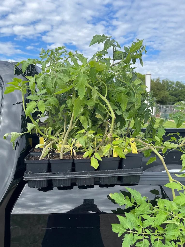 Tomato seedlings thrive in the garden, promising future harvests. Credit: Gwendolyn R P