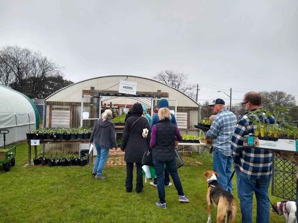 People line up at the plant sale, choosing from a wide variety of plants and herbs in dedicated spaces. Credit: S Stewart