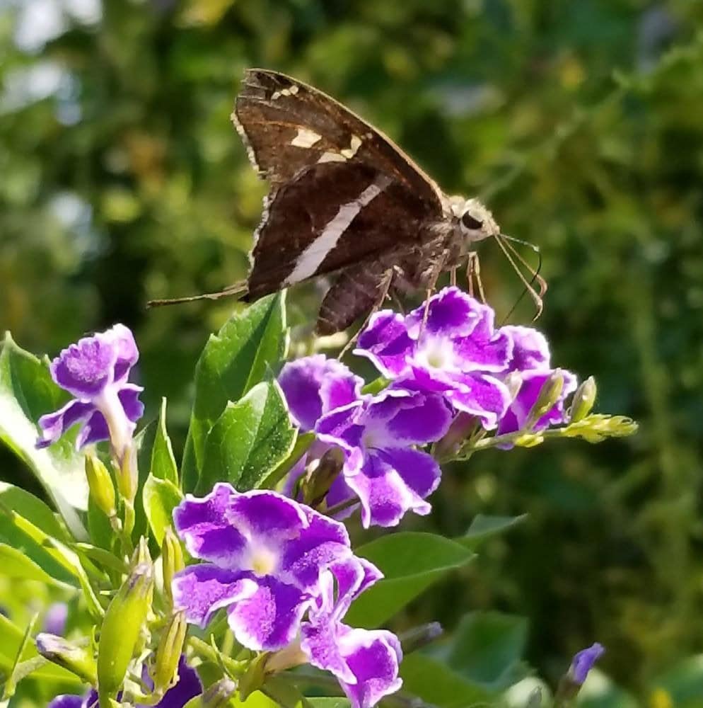 A White-striped Longtail butterfly rests gracefully on a violet flower, captured in the center’s gardens. Credit: Stacey P.