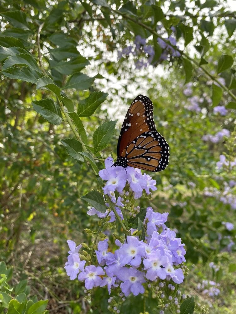 The Queen butterfly, with its orange and black patterns, shows off its majestic beauty at the center. Credit: Carly H.