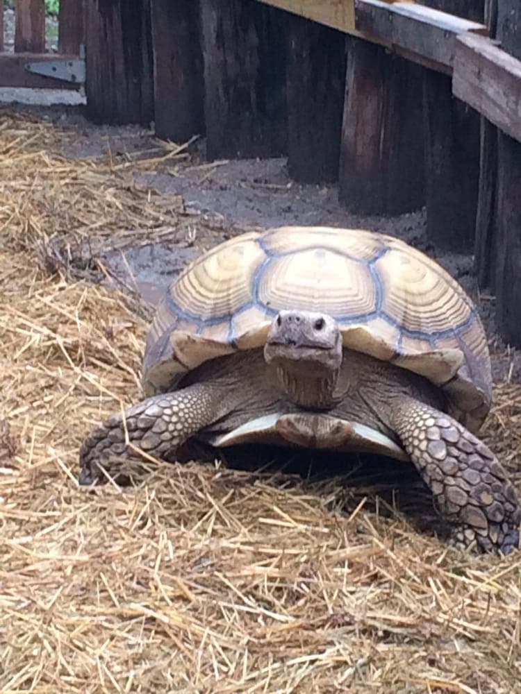 Spike, the African Spurred tortoise, is one of the unique wildlife residents cared for at the center. Credit: Quani C.