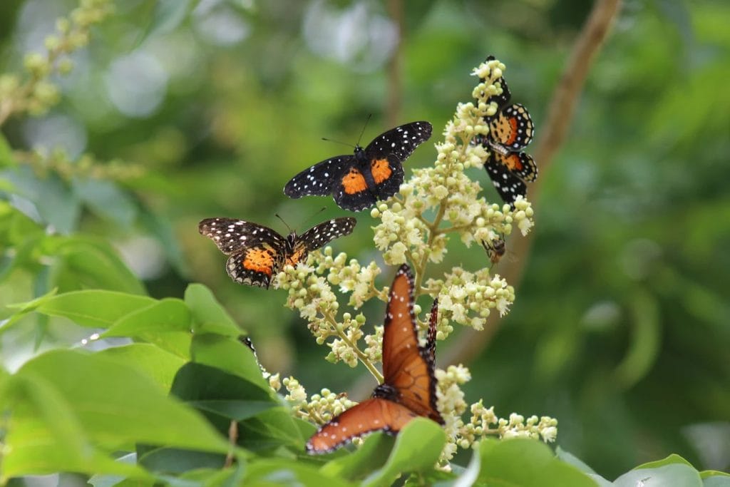 A flock of butterflies rests together on a plant, a magical sight for nature lovers. Credit: Richard Moyer