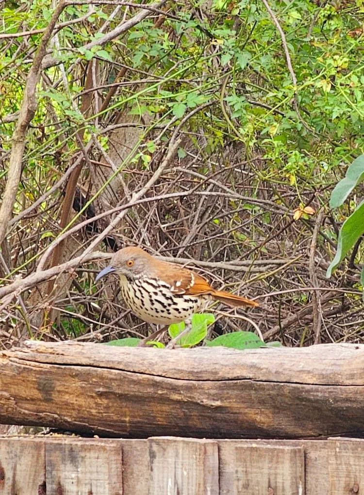 A brown thrasher spotted at the center highlights its birding areas, adding another layer of wildlife experience. Credit: Kevin Greniger