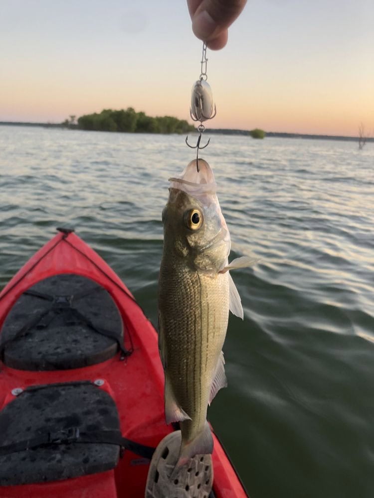 A white bass caught at Lake Whitney highlights the park’s appeal to anglers. Credit: Jesus C.