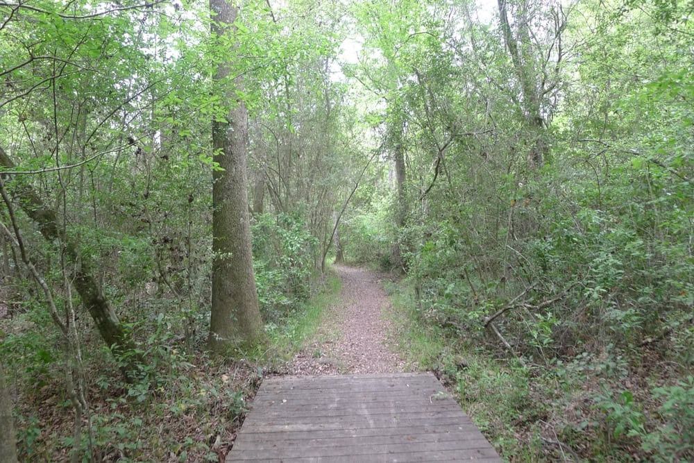 The Tupelo Trail winds through enchanting forest, inviting hikers into a magical landscape. Credit: Sue N.