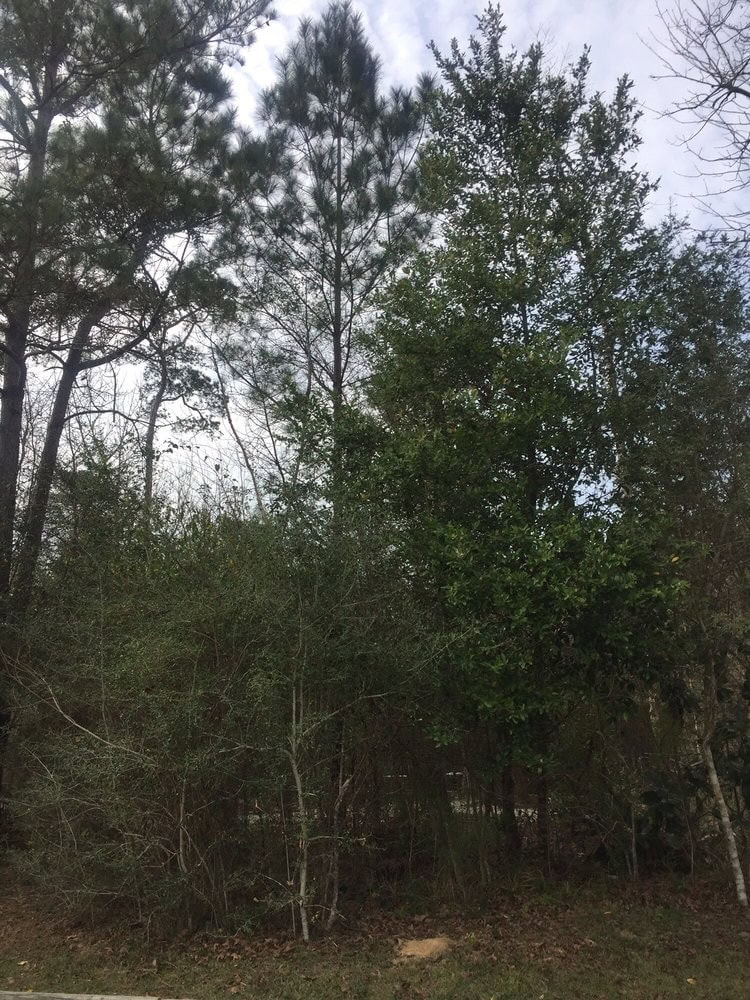 The Pineywoods of Village Creek State Park showcase towering trees and lush greenery. Credit: Karen C.