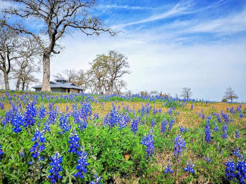 Lush fields of bluebonnets bloom across the park, painting the landscape in vibrant color. Credit: ᯽Mʀᴋ Z. Xú ᨏ