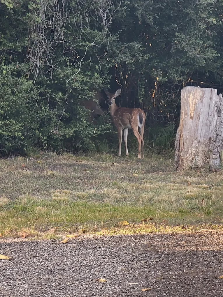 A deer sighting highlights the abundance of wildlife at Lake Somerville State Park. Credit: Rita