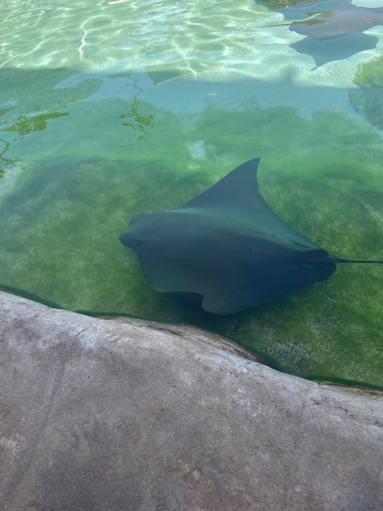 An up-close look at a stingray highlights the unique encounter. Credit: Margaryta S.