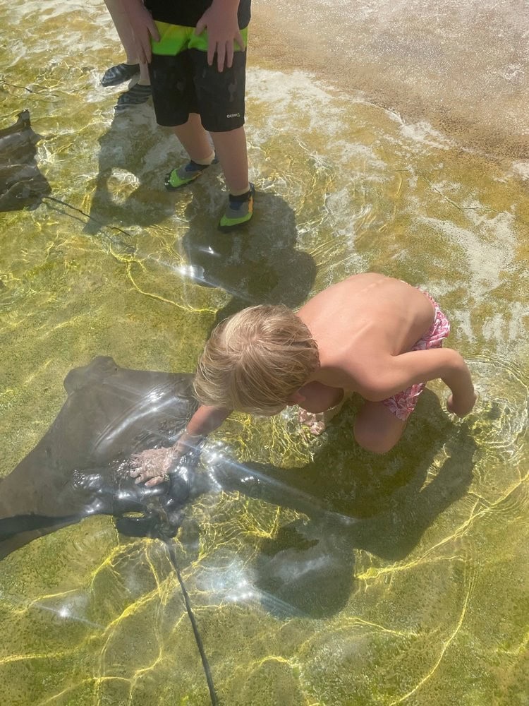 A child gently touches a stingray, enjoying the hands-on experience. Credit: Margaryta S.