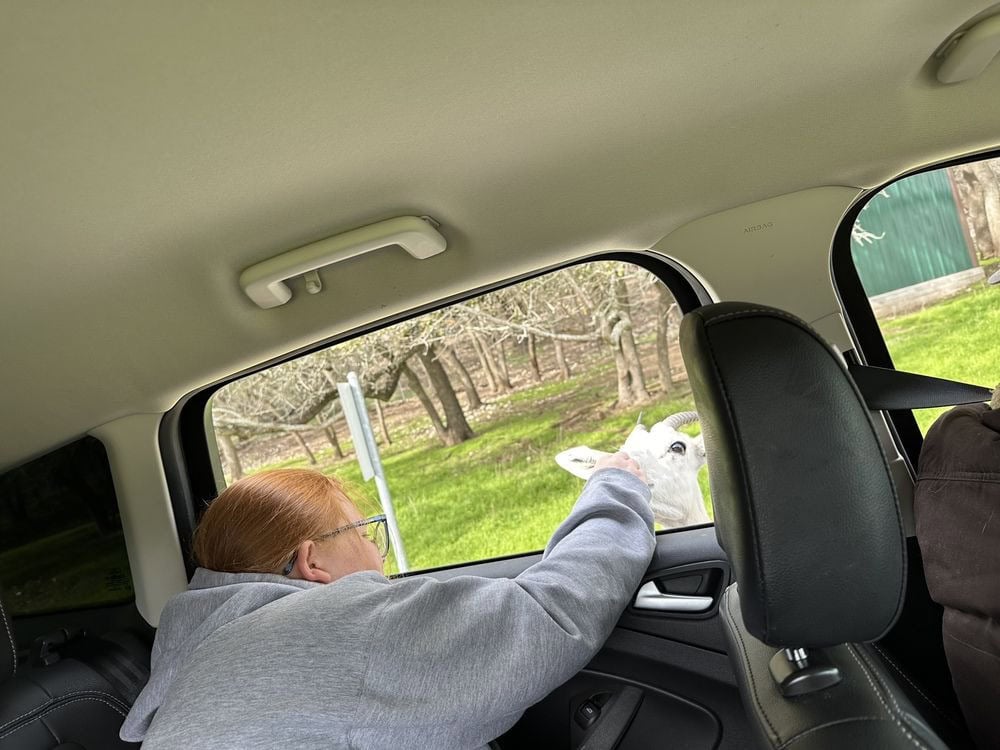 A guest enjoys handfeeding a playful goat right from their car. Credit: Neal P.