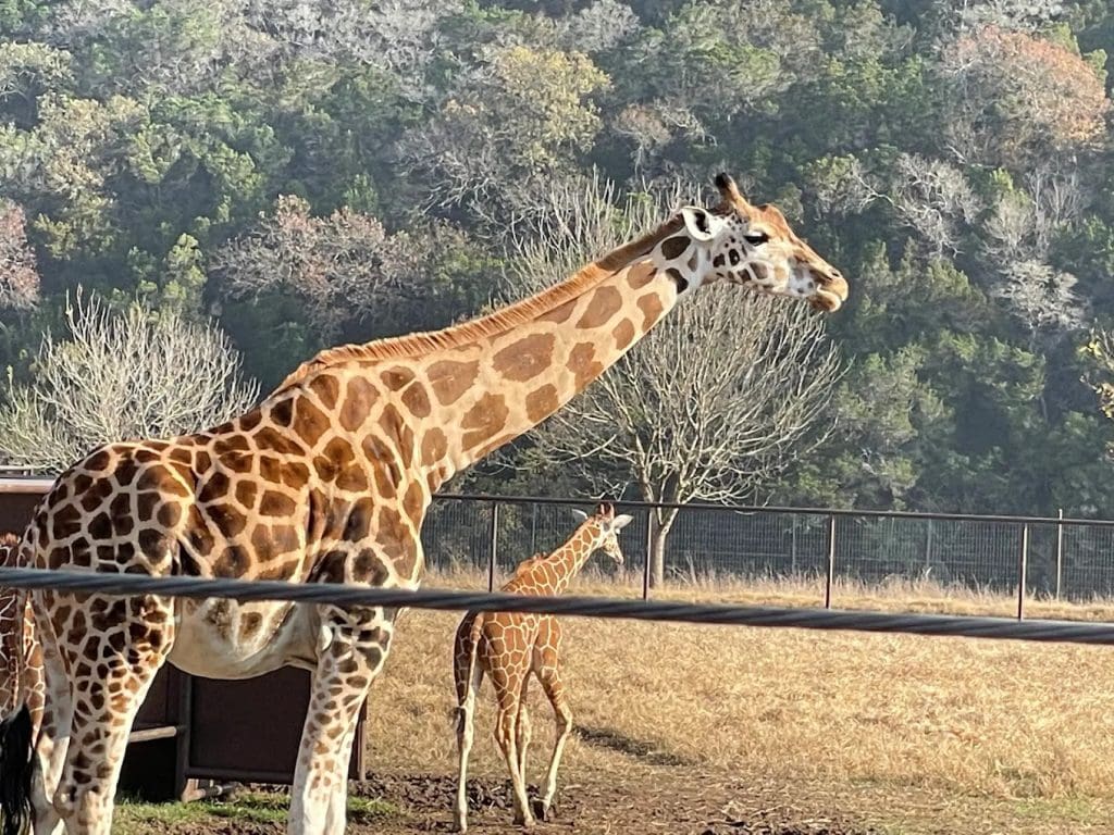 Giraffes, tall and small, greet visitors with gentle charm. Credit: Jasmine Shao