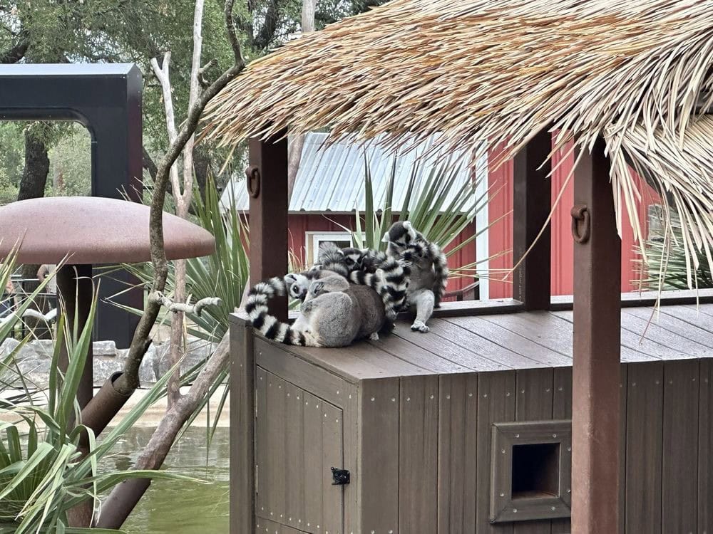 Lemurs relax and play on lively Lemur Island. Credit: Justin T.