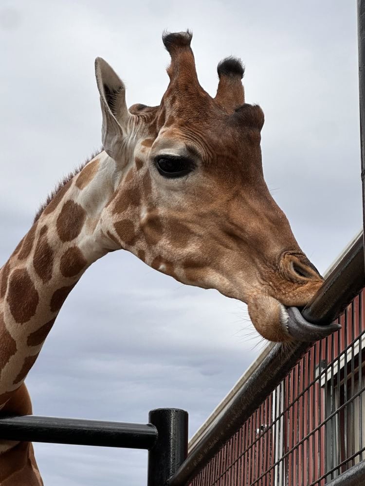 Nothing compares to seeing a giraffe up close. Credit: Debra M.